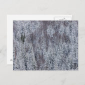 Snowy Forest, Rainier National Park Postkarte (Vorne/Hinten)