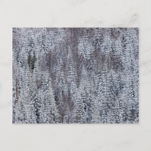 Snowy Forest, Rainier National Park Postkarte