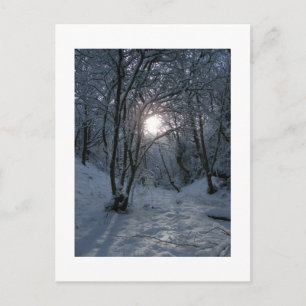 Snowy Forest Trail Postkarte