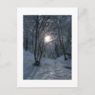 Snowy Forest Trail Postkarte