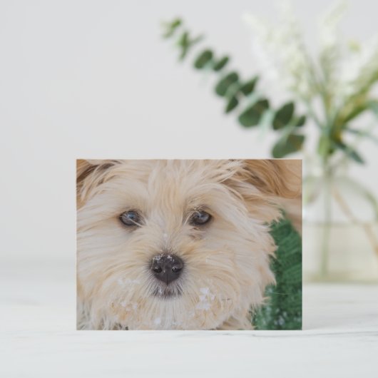 Snowy Havanese Puppy Postcard Postkarte (Stehend Vorderseite)