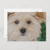 Snowy Havanese Puppy Postcard Postkarte (Vorne/Hinten)