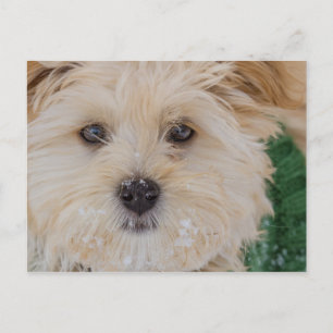 Snowy Havanese Puppy Postcard Postkarte