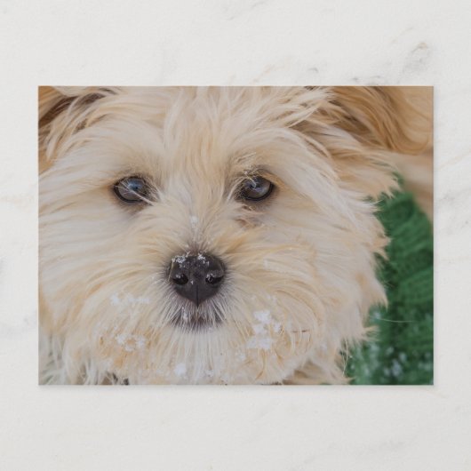 Snowy Havanese Puppy Postcard Postkarte (Vorderseite)