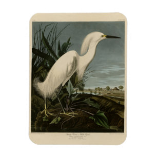 Snowy Heron (Egret) - Audubons Vögel von Amerika Magnet