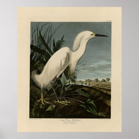 Snowy Heron (Egret) - Audubons Vögel von Amerika Poster (Vorne)