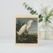 Snowy Heron (Egret) - Audubons Vögel von Amerika Postkarte (Stehend Vorderseite)