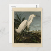 Snowy Heron (Egret) - Audubons Vögel von Amerika Postkarte (Vorne/Hinten)
