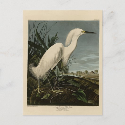 Snowy Heron (Egret) - Audubons Vögel von Amerika Postkarte (Vorderseite)