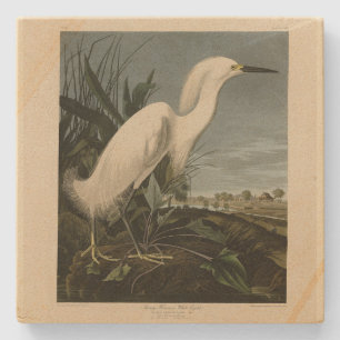 Snowy Heron (Egret) - Audubons Vögel von Amerika Steinuntersetzer