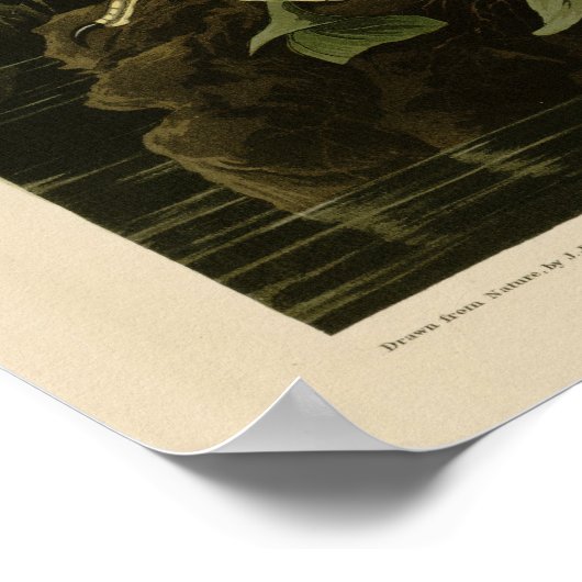 Snowy Heron oder White Egret Poster (Ecke)