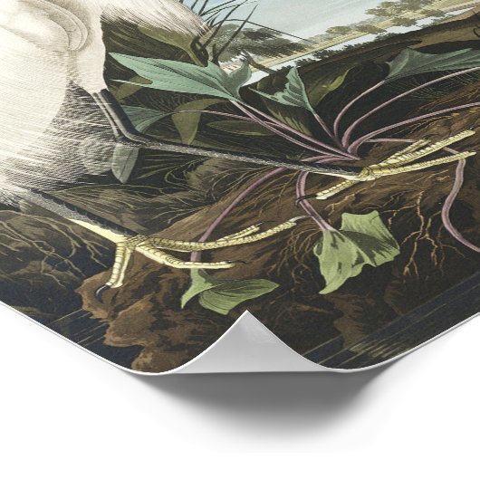 Snowy Heron oder White Egret von Birds of America Poster (Ecke)