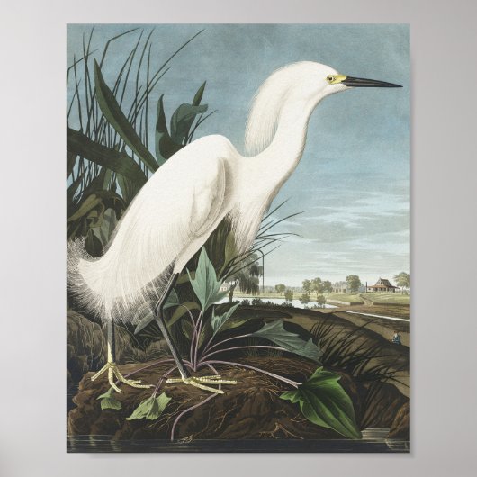 Snowy Heron oder White Egret von Birds of America Poster (Vorne)