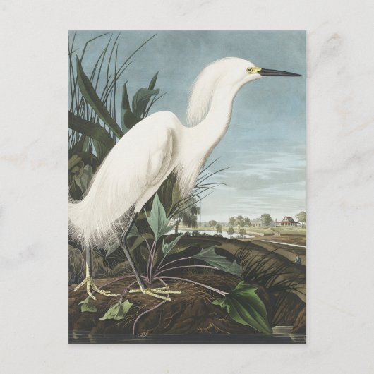 Snowy Heron oder White Egret von Birds of America Postkarte (Vorderseite)