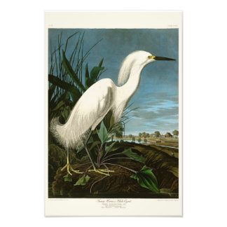 Snowy Heron White Egret Audubon Birds of America Fotodruck