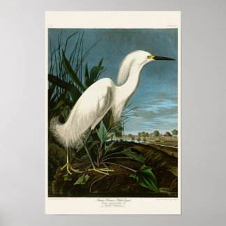 Snowy Heron White Egret Audubon Birds of America Poster