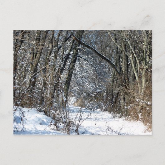Snowy-Holz-Postkarte Postkarte (Vorderseite)