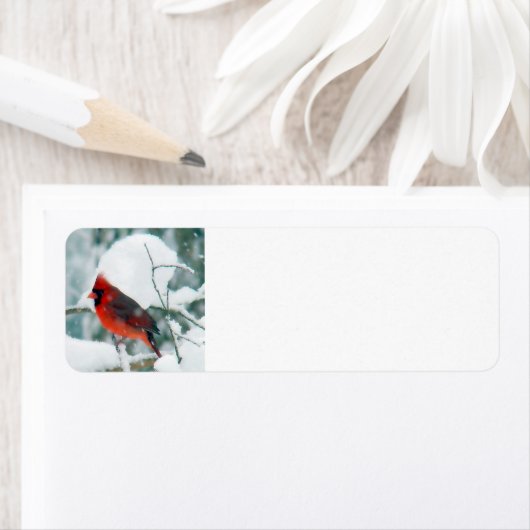 Snowy Kardinal (Insitu)