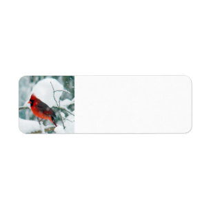 Snowy-Kardinal
