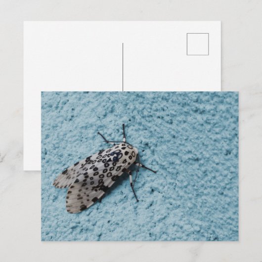 Snowy Leopard Moth Foto Postkarte (Vorne/Hinten)