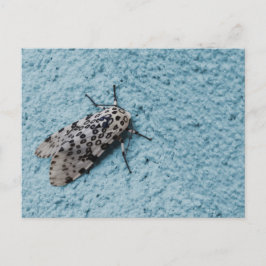 Snowy Leopard Moth Foto Postkarte