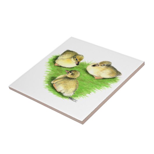 Snowy Mallard Ducklings Fliese (Seite)