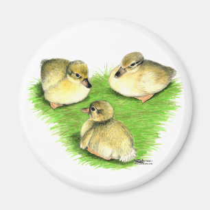 Snowy Mallard Ducklings Magnet
