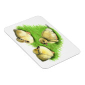 Snowy Mallard Ducklings Magnet (Rechte Seite)