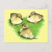 Snowy Mallard Ducklings Postkarte (Vorderseite)
