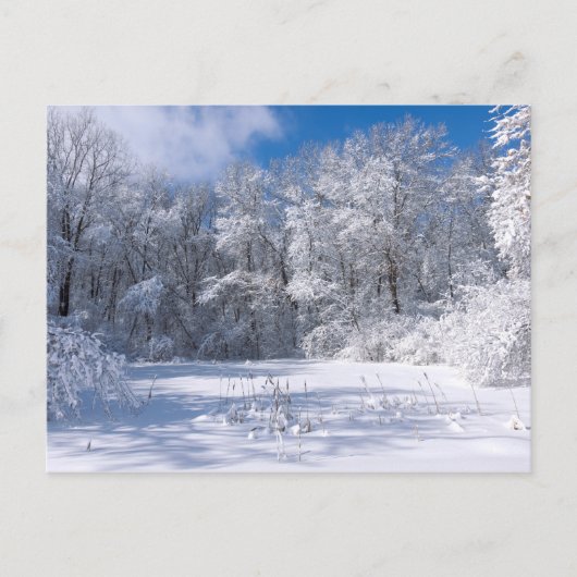 Snowy Marthaler Park und Bäume Postkarte (Vorderseite)