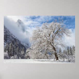 Snowy Oak Poster
