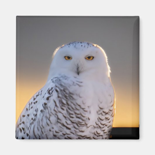 Snowy Owl 2" Magnet (Vorne)
