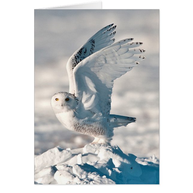 Snowy Owl abheben (Vorne)
