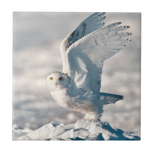Snowy Owl abheben Fliese