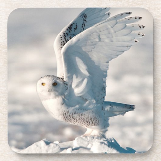 Snowy Owl abheben Getränkeuntersetzer (Vorderseite)