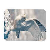 Snowy Owl abheben Magnet (Horizontal)