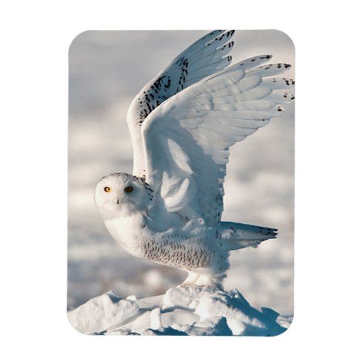 Snowy Owl abheben Magnet (Vertikal)