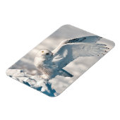 Snowy Owl abheben Magnet (Linke Seite)