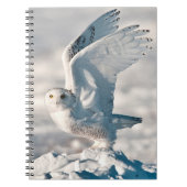 Snowy Owl abheben Notizblock (Vorderseite)