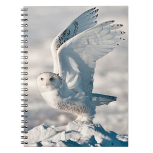 Snowy Owl abheben Notizblock