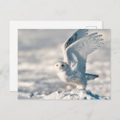 Snowy Owl abheben Postkarte (Vorne/Hinten)