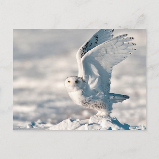 Snowy Owl abheben Postkarte (Vorderseite)