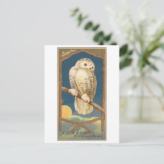 Snowy Owl Allen & Ginter Trade Card Postkarte (Stehend Vorderseite)