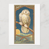 Snowy Owl Allen & Ginter Trade Card Postkarte (Vorderseite)