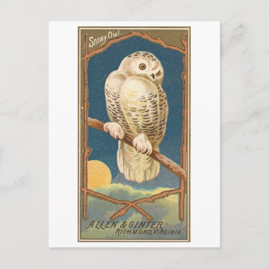 Snowy Owl Allen & Ginter Trade Card Postkarte (Vorderseite)