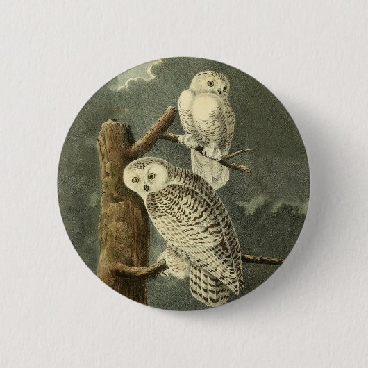 Snowy Owl Audubon Bird Artwork Button (Vorderseite)