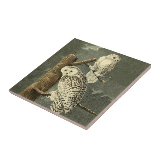 Snowy Owl Audubon Bird Artwork Fliese (Seite)