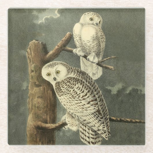 Snowy Owl Audubon Bird Artwork Glasuntersetzer (Vorderseite)