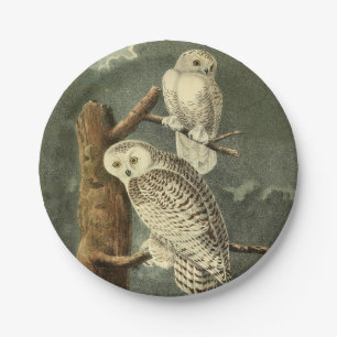 Snowy Owl Audubon Bird Artwork Pappteller