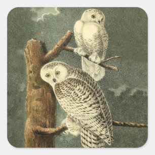Snowy Owl Audubon Bird Artwork Quadratischer Aufkleber